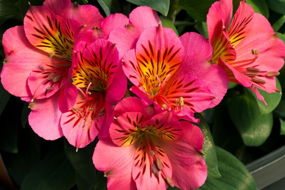 5 Toxic Houseplants for Cats