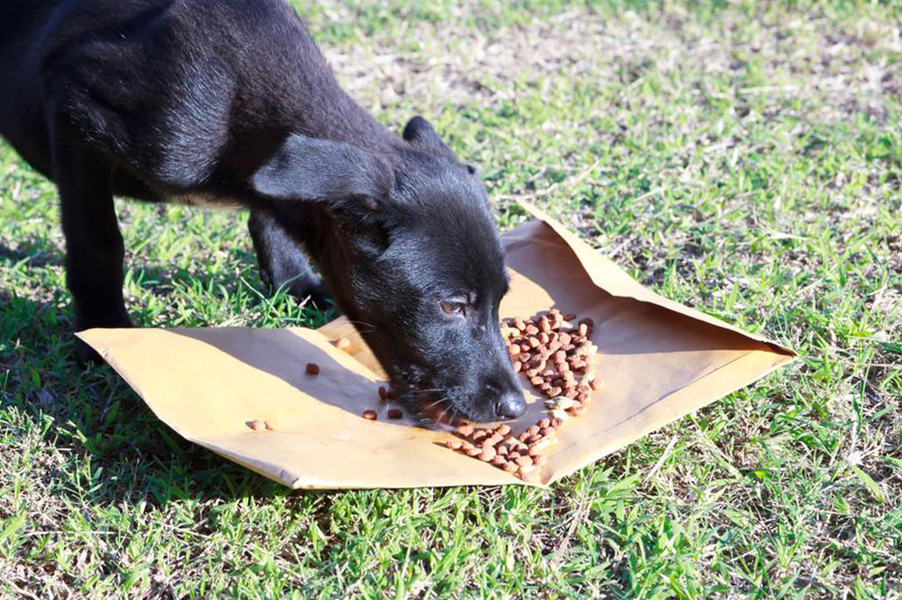 Diet Tips to Help Dogs Lose Weight