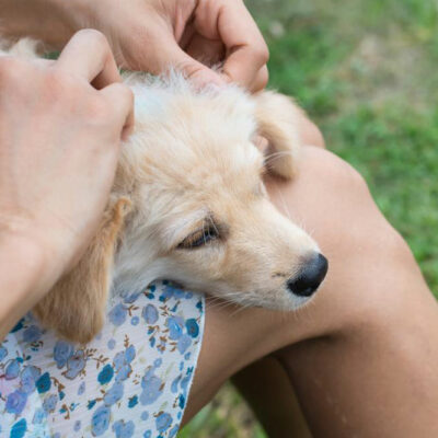 Natural Flea Remedies for Dogs