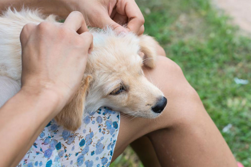 Natural Flea Remedies for Dogs