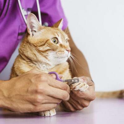 Tips for Taking Care of Your Diabetic Cat