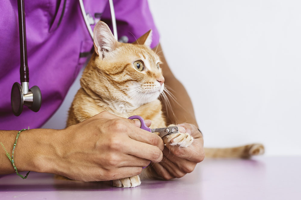 Tips for Taking Care of Your Diabetic Cat