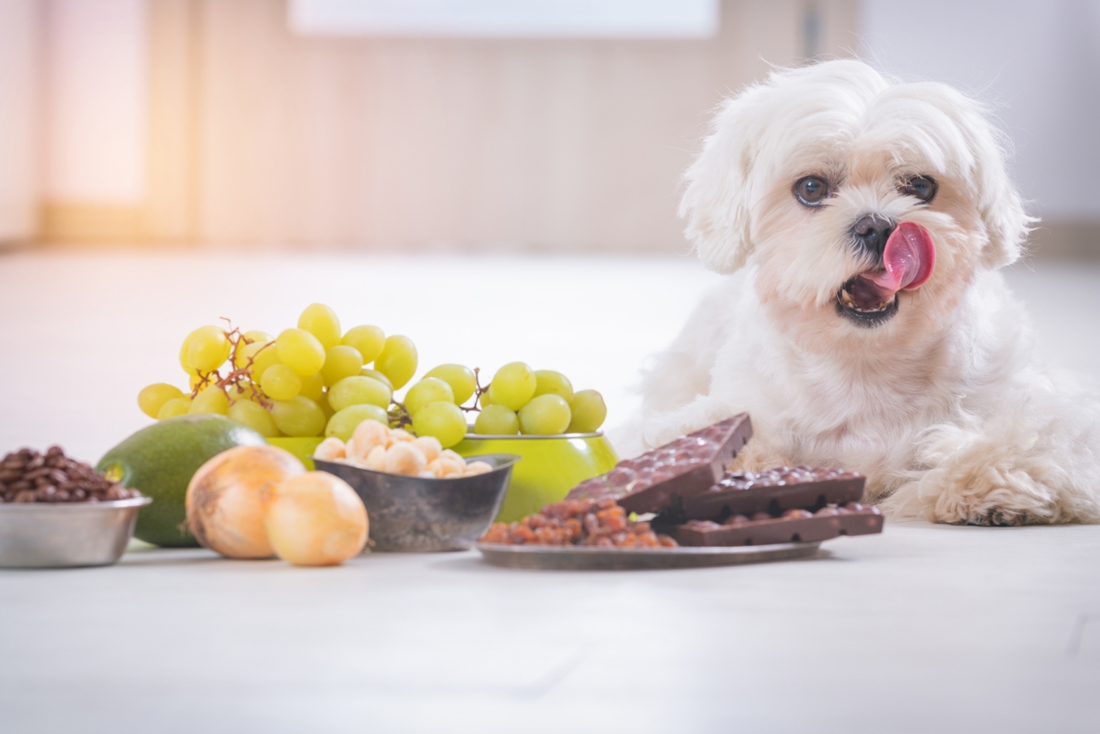 5 Household Items that Can be Toxic for Pets